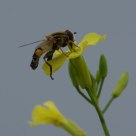 Yellow Stinger